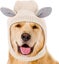 Knitted Pet Dog Hat Winter Warm Crochet Puppy Hat Cozy Funny Costume Pet Cap Wit Carousel 2
