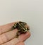 Antique style Frog Miniature Landscape Figurine Carousel 3