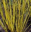 Cornus sericea flaviramea Yellow Twig bright yellow stems in winter Carousel 1