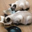 Set of 3x Cat Bowls - Non-slip and Anti-scratch Melamine Bowls, Easy to Clean wi Carousel 2