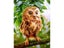 EverShine Diamond Mosaic Full Square Owl Rhinestones Art Animal Diamond Carousel 1