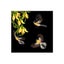 Sophie Blokker Kiwiana LED Canvas - Fantails in Flight Carousel 1