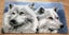 Vervaco Latch Hook Rug Kit Wolves Carousel 1