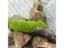 3-8mm Simulation Mini Static Grass Flock Powder 30G For HO Railway Train Carousel 5
