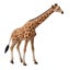 CollectA African Wildlife - 20 piece set Carousel 2
