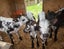 Calf rearing shed for life style property Carousel 5