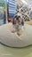 Dogs Bed Starting from $299.00. Carousel 4