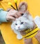Cute Cat Dog carrying cotton canvas bag Carousel 3