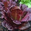 Lettuce Silvia Cos - Organic dark red -sweet taste Carousel 1