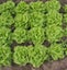 Lettuce Tom Thumb tiny, little butterhead lettuce Carousel 1