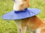Dog Recovery Collar Adjustable Dog E-Collar Dog Cone Alternatives - Blue M Carousel 4