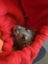 Small Animal Bonding Scarf - Choose up to 2 colours! Carousel 5
