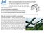 Greenhouse - Polycarbonate - 10mm, 525(L) x 300(W) x 261(H)cm Carousel 17