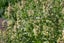 Mignonette - very strong, raspberry perfume . Carousel 1