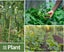 Plant Trellis Netting 5.9FT x 8.85FT Carousel 4