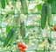 Plant Trellis Netting 5.9FT x 8.85FT Carousel 13