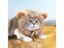 Cute Lion Mane Cat Wig Pet Small Dog Cats Costume Lion Mane Wig Cap Hat For Cat Carousel 4