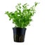 Baby Tears (Bacopa Monnieri) Carousel 1