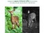 Trail Camera for Hunting Scouting Range Control Carousel 9