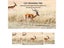 12MP Trail Camera Hunting Game Camera Carousel 7