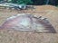 Blackwood Wall Feature Carousel 3