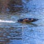Recoil 2 V2 26" Self-Righting Brushless Deep-V RTR, Heat Wave Visual by Pro Boat Carousel 11