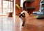 Big Paw Pet Lodge - Matamata - FHGC Carousel 6