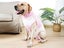 Dog Recovery Suit Pet Recovery Shirt Dog Abdominal Wounds Care Clothes - Pink L Carousel 3