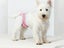 2Pcs Reusable Female Dog Nappy Diapers Hygiene Pants Sanitary Pants - Pink XL Carousel 3