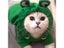 Cat Clothing Carousel 2
