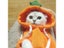 Cat Clothing Carousel 3