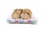 Small Pet Bed Carousel 3