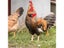 2PCS Chicken Collar No-Crow Rooster Collar Fowl Neckband Accessories For Farm Carousel 6