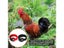 2PCS Chicken Collar No-Crow Rooster Collar Fowl Neckband Accessories For Farm Carousel 7