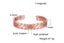 Pure Copper Bracelet Men Magnetic Arthritis Adjustable Magnets Men Cuff B CHK12N Carousel 22