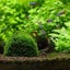 1pc Aquatic Pet Supplies Decorations Aquarium Moss Ball Live Plants Filte CHK12N Carousel 3