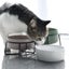 Double Cat Food Water Bowls with Stand Ceramic Pet Feeding Accessories Ca CHK12N Carousel 3