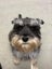 Miniature Schnauzer Stud Dog Carousel 2
