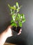 Corokia Yellow Wonder x 50 Carousel 3