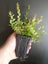 Lonicera Honey Hedge Lemon x 1 Carousel 1