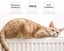 NEW Cat Toys Laser Pointer Clearance Clearance Carousel 5