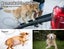 Pawz Dog Ramp Pet Car SUV Travel Stair Step Foldable Portable Lightweight Ladder Carousel 6