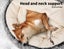 Pawz Pet Dog Calming Bed Warm Soft Plush Sleeping Removable Cover Washable M Carousel 3