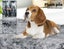 Pawz Dog Mat Pet Calming Bed Memory Foam Orthopedic Removable Cover Washable M Carousel 3