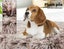 Pawz Pet Calming Bed Memory Foam Orthopedic Removable Cover Washable M Coffee Carousel 3