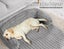 Pawz Dog Couch Protector Furniture Sofa Cover Cushion Washable Removable Cover L Carousel 4