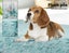 Pawz Pet Calming Bed Memory Foam Removable Cover Washable Green S M L XL XXL Carousel 3