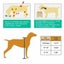 Pawz Dual Elevated Raised Pet Dog Feeder Bowl Stainless Steel Food Water Stand Carousel 8