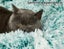 Pawz Pet Bed Cat Dog Donut Nest Calming Mat Soft Plush Kennel Teal XL Carousel 6