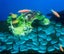 Aquarium Landscaping Bridge Resin Pavilion Bridge Turtle Tank Sun Terrace CHK12N Carousel 2